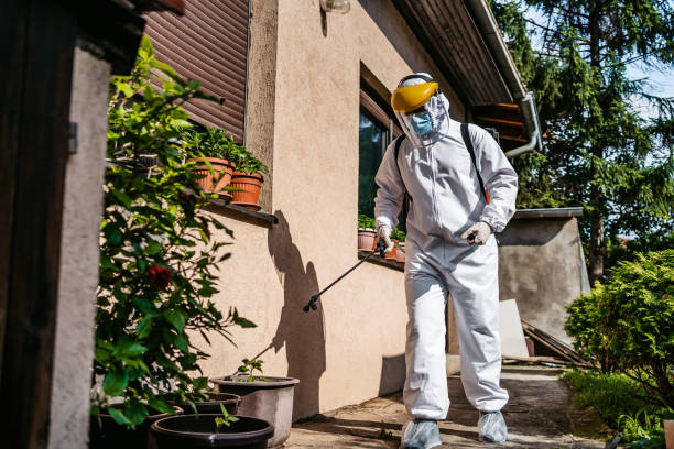 Best Wasp Removal Services  in La Joya, TX