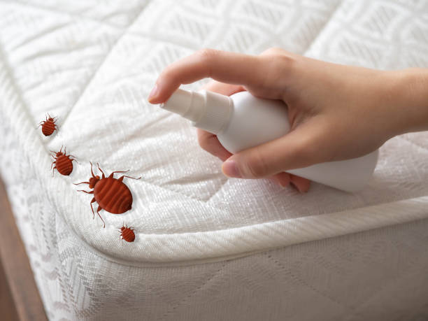 Best Ant Control Services  in La Joya, TX