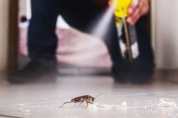 Best Best Pest Control Companies  in La Joya, TX